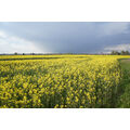 Foto vom 27. April 2016: Regenschauer am Horizont über dem Rapsfeld am Ortseingang