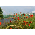 Foto vom 2. Juni 2016: Mohnblumen mit Regenbogen und Stadtsilhouette im Hintergrund