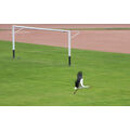 Foto vom 4. April 2017: Storch startet auf dem Rasen eines Sportplatzes