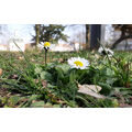 Foto vom 27. März 2020: Gänseblümchen im Stadtpark