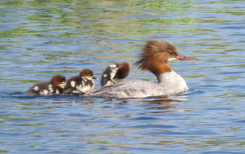 Foto: schwimmender Gänsesäger mit 3 Jungen auf dem Rücken Foto: schwimmender Gänsesäger mit 3 Jungen auf dem Rücken