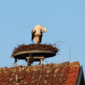 Foto: Der Storch putzt sich.