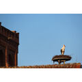 Foto: Der Storch auf dem Nest.