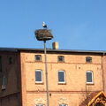 Foto vom 10. April 2016: Storch auf dem Nest