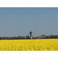 Foto vom 9. Mai 2016: Rapsfeld beim Wasserturm