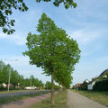 Foto: Allee