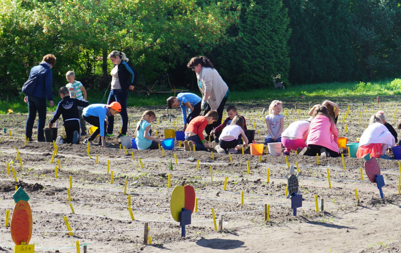Foto: Kinder arbeiten auf einem Beet im Schulgarten