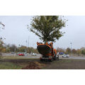 Foto: Fahrzeug mit Baum