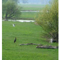 Foto: Schwarzstorch auf der Wiese