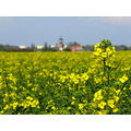 Foto vom 20. April 2014: Blick zum Wasserturm übers Rapsfeld