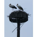 Foto: 2 Störche stehen auf dem Nest.