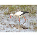 Foto: Gatower Storch auf einer feuchten Wiese